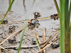 Parasesarma catenatum