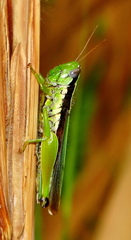 Oxya hyla