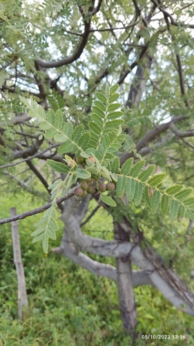 Bursera velutina Bullock