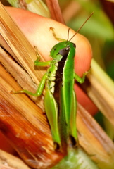 Oxya hyla