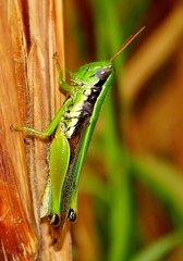 Oxya hyla