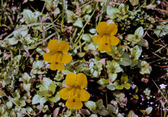 Erythranthe × robertsii