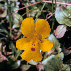 Erythranthe × robertsii