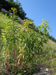 Euphorbia semivillosa