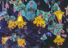 Erythranthe × robertsii