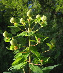 Euphorbia semivillosa