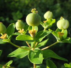 Euphorbia semivillosa