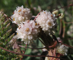 Cuscuta approximata
