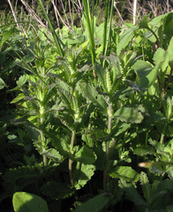 Teucrium scordium