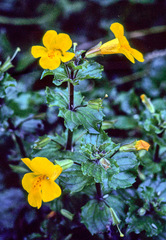 Erythranthe × robertsii