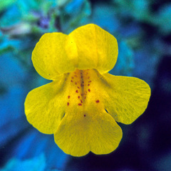 Erythranthe × robertsii