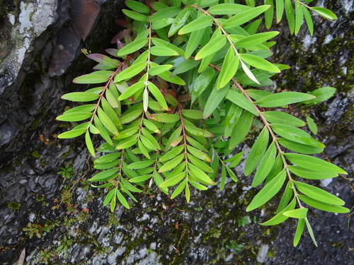 Hypericum subalatum