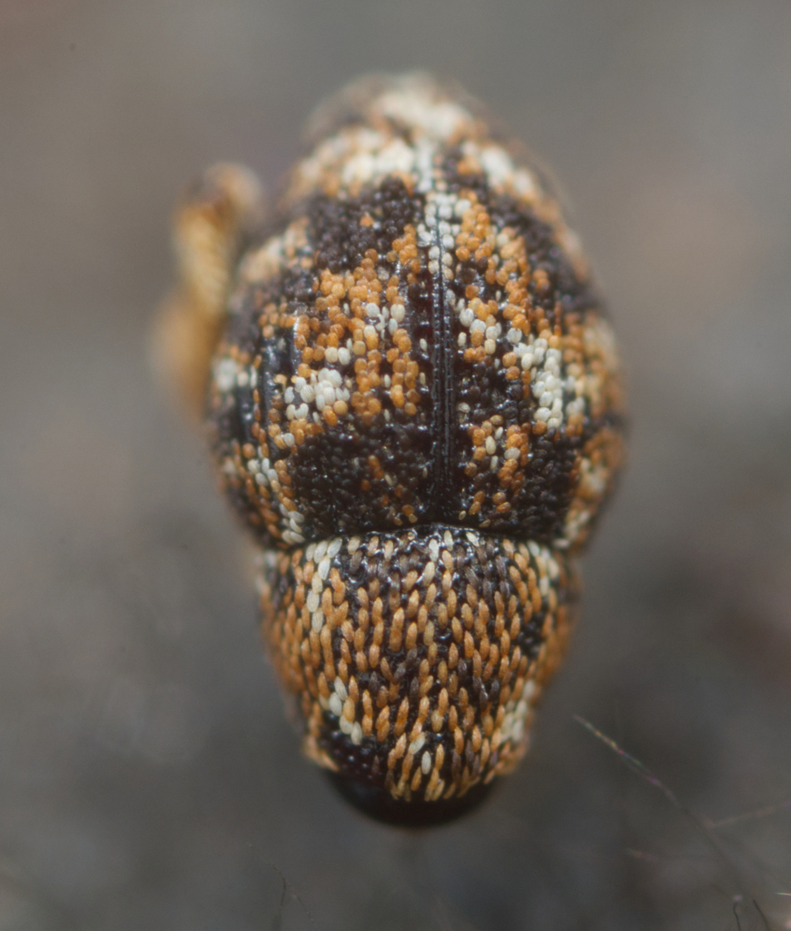 Decilaus bryophilus