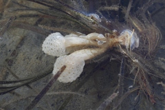 Eudistoma elongatum
