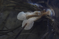 Eudistoma elongatum