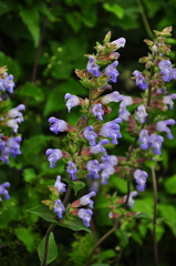 Salvia tomentosa