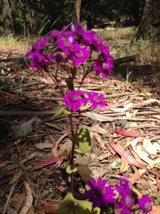 Pericallis × hybrida