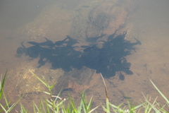 Clinotarsus curtipes