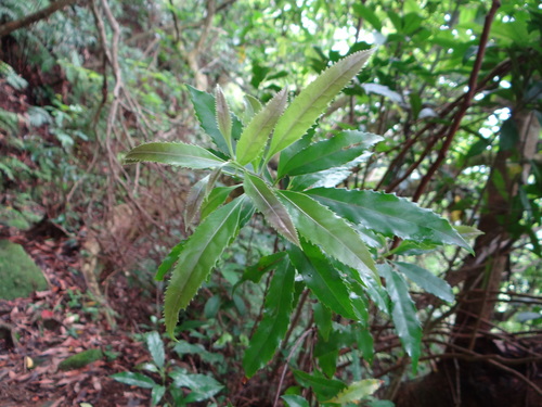 Image of Helicia Cochinchinensis (Helicia cochinchinensis) by (c) 呂一起(Lu i-chi), some rights reserved (CC BY)