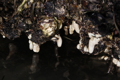 Eudistoma elongatum