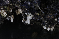 Eudistoma elongatum