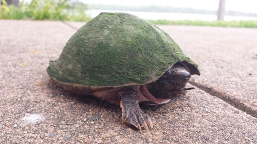 Razor-backed Musk Turtle