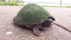 Razor-Backed Musk Turtle photo 3