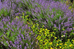 Bupleurum rotundifolium