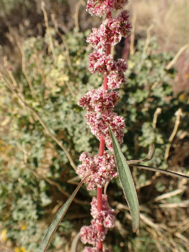 Fringed amaranth (Amaranthus fimbriatus)