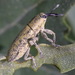 Lixus rubicundus - Photo (c) Иван Тисленко, some rights reserved (CC BY-NC), uploaded by Иван Тисленко