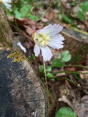 Shortia galacifolia
