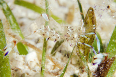 Ancylomenes holthuisi