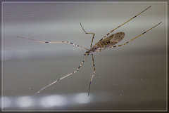 Amphineurus hudsoni