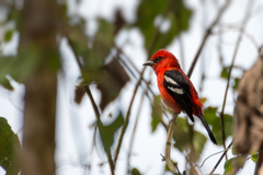 White-Winged Tanager photo 2