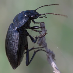 Licinus silphoides