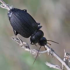 Licinus silphoides