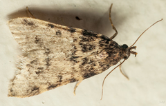 Aglossa