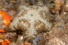 Anthenea sidneyensis