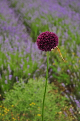 Allium