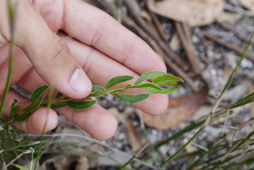 Image of Acacia hispidula by (c) Lucas Christofides, some rights reserved (CC BY)