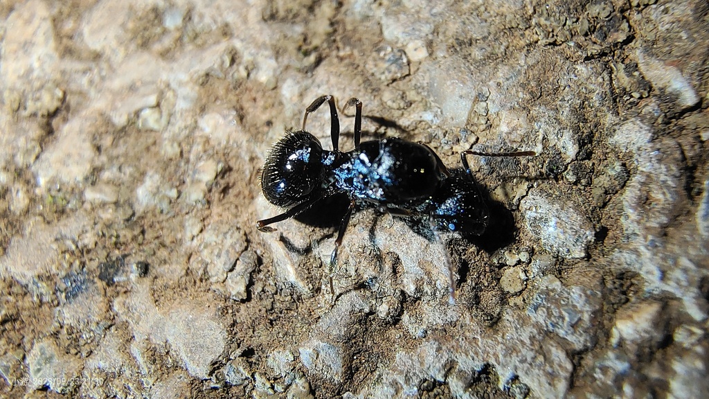 Collared Ants from 中国云南省昆明市呈贡区 on September 23, 2023 at 09:30 PM by 游 ...