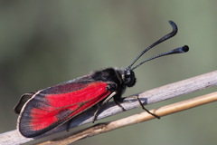 Zygaena punctum