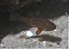 Vincentia novaehollandiae