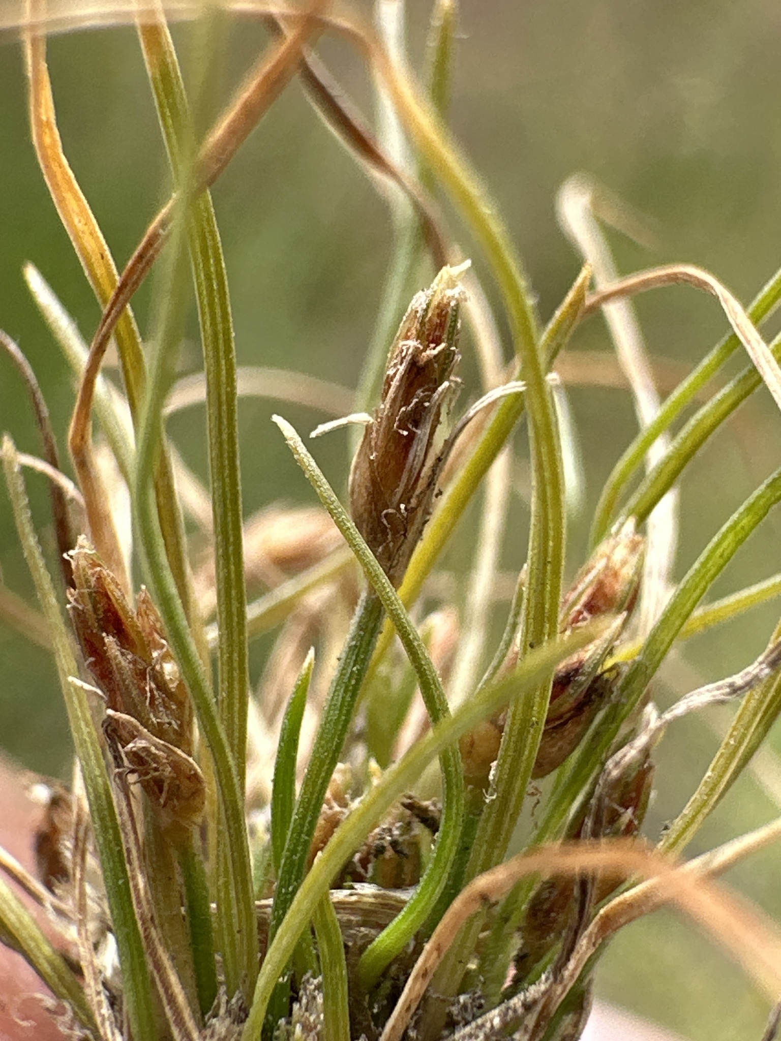 Bulbostylis schaffneri
