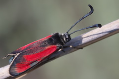 Zygaena punctum
