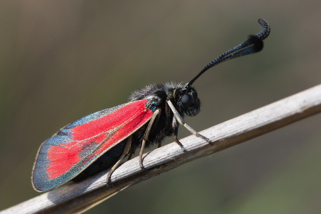 Zygaena punctum