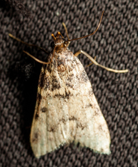 Aglossa