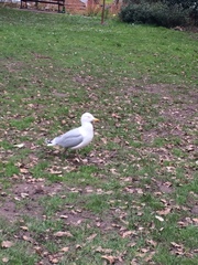 Larus argentatus