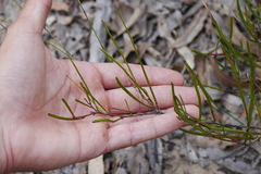 Granite Wattle (Acacia granitica)