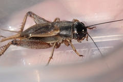Gryllus multipulsator